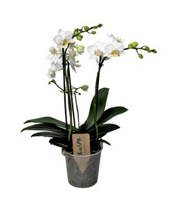 Phalaenopsis Multiflora - Mottenorchidee - Weiß - Topf 12cm - Höhe 35-45cm