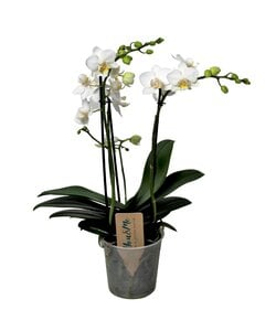 Phalaenopsis Multiflora - Orchidea Bianco - ⌀ 12cm - Altezza 35-45cm