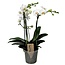 Phalaenopsis Multiflora - Mottenorchidee - Weiß - Topf 12cm - Höhe 35-45cm