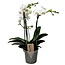 Phalaenopsis Multiflora - Orchidea Bianco - ⌀ 12cm - Altezza 35-45cm