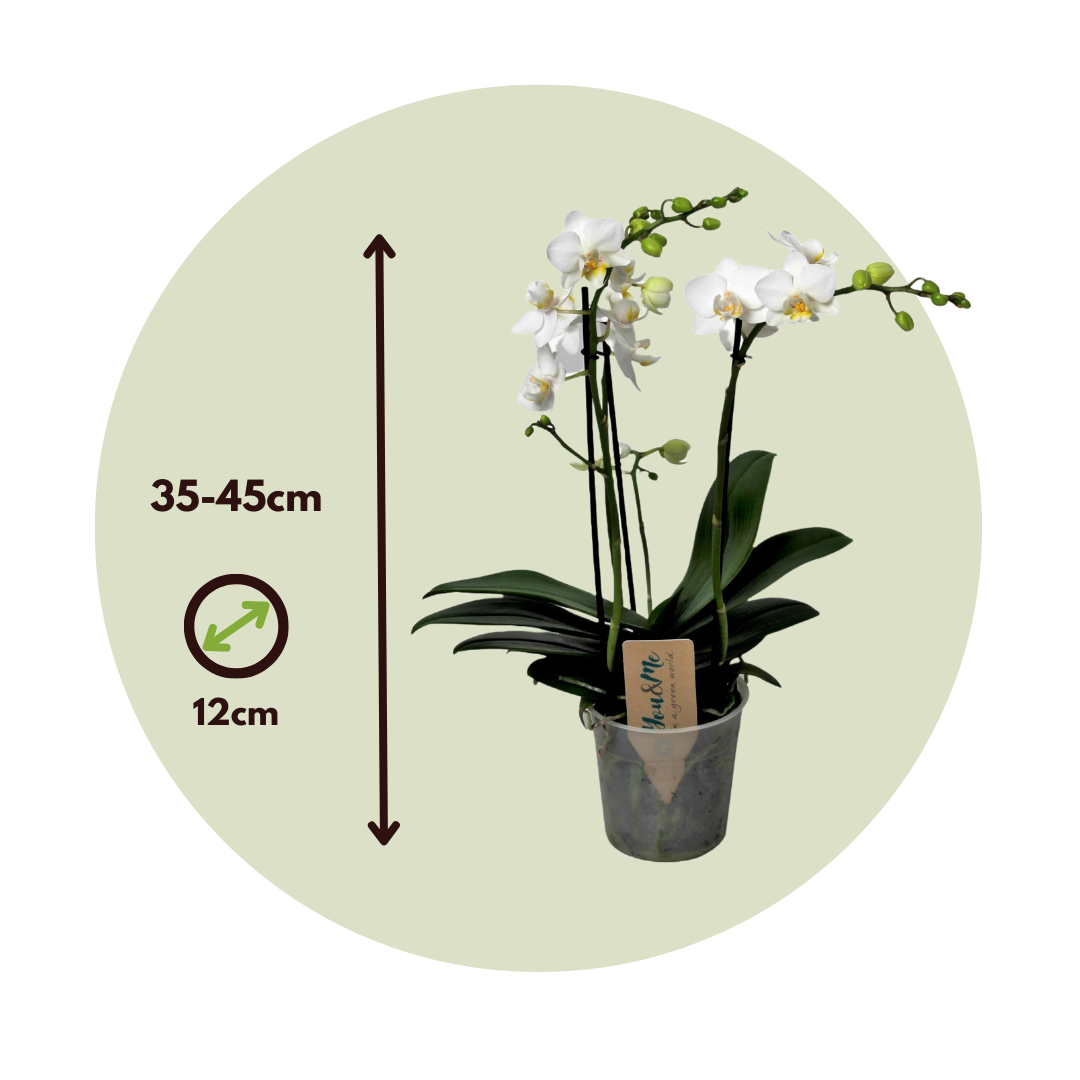 Orchidée Phalaenopsis Blanche - Plante - Plus de Fleurs