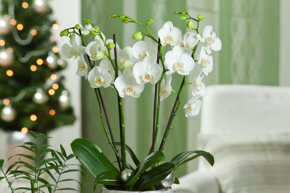 Phalaenopsis Multiflora Orchid white- Pot 12 cm - Height 35 cm