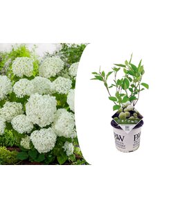 Hortensia Strong Annabelle - Hydrangea - Résistant - Pot 19cm - Hauteur 30-40cm