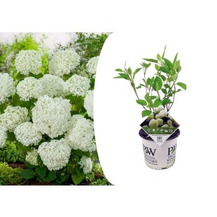 Hydrangea Strong Annabelle - Hortensia - Winterhard - Pot 19cm - Hoogte 30-40cm