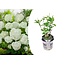 Ortensia hydrangea 'Strong Annabelle' - Bianco - Vaso 19cm - Altezza 30-40cm