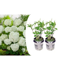 Hydrangea Strong Annabelle - x2 - Hortensia - Hardy - ø19cm - Height 30-40cm