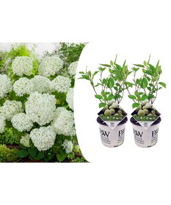 Ortensia hydrangea 'Strong Annabelle' - Set di 2 - Vaso 19cm - Altezza 30-40cm