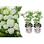 Hydrangea hortensie 'Starke Annabelle' - 2er Set - ⌀19cm - Höhe 30-40cm