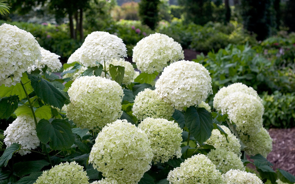 Hortensia annabelle deals