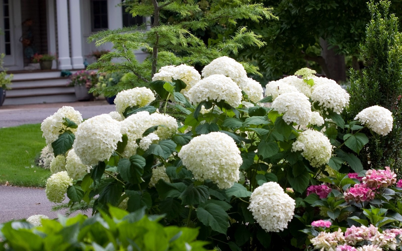 Hydrangea Strong Annabelle x2 Hortensia Hardy Pot 19cm