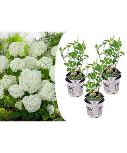 Ortensia hydrangea 'Strong Annabelle' - Set di 3 - Vaso 19cm - Altezza 30-40cm
