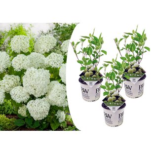 Hydrangea hortensie 'Starke Annabelle' - 3er Set - ⌀19cm - Höhe 30-40cm