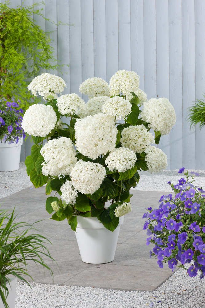 Hortensia artificial blanco en maceta alt. 45 Hydrangea