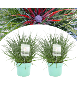 Fascicularia 'Bicolor' - Set of 2 - ø13cm - Height 20-30cm