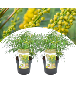 Mahonia 'Soft Caress' - Set of 2 - ø13cm - Height 30-40cm