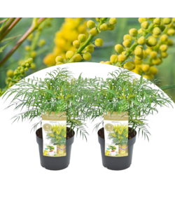 Mahonia 'Soft Cleess' - Sæt x2 - Blomstrende haveplante - ø13cm - Højde 30-40cm
