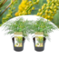 Mahonia 'Soft Cleess' - Sæt x2 - Blomstrende haveplante - ø13cm - Højde 30-40cm