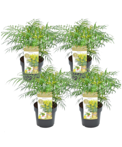 Mahonia 'Douce caresse' - Set de 4 - Rustique -12°C - Pot 13cm - Hauteur 30-40cm