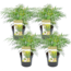 Mahonia 'Soft Cleess' - Sæt x4 - Blomstrende haveplante - ø13cm - Højde 30-40cm