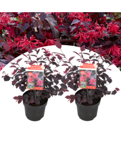 Loropetalum Ever Red - Juego de 2 - Arbusto con flecos - ⌀13 cm - alt. 25-35 cm