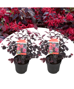 Loropetalum 'Ever Red' - Set van 2 - Franjeboom - Pot 13cm - Hoogte 25-35cm