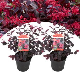 Loropetalum Ever Red - Set of 2 - Fringe Tree - ø13cm - Height 25-35cm