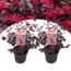 Loropetalum Ever Red - Set di 2 - Arbusto - Pianta da giardino - ⌀ 13cm