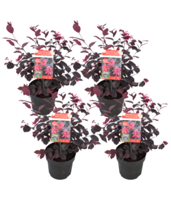 Loropetalum Ever Red - Set of 4 - Fringe Tree - ø13cm - Height 25-35cm