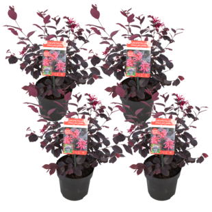 Loropetalum Ever Red - Set of 4 - Fringe Tree - ø13cm - Height 25-35cm