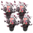 Loropetalum 'Ever Red' - Set van 4 - Franjeboom - Pot 13cm - Hoogte 25-35cm