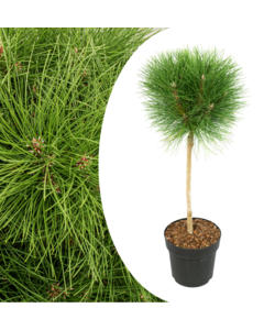 Pinus 'Sommerbrise' dvärgsmärtsträd på stam - Haveplante - ø24cm - Højde 70 cm