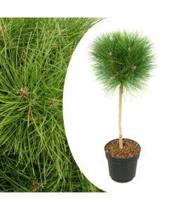 Pinus Summer Breeze - Dwergden - Pot 24cm - Hoogte 70-80cm