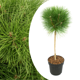 Pinus 'Summer Breeze' Dwarf pine on stem - ø24cm - Height 70-80cm