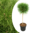 Pinus Summer Breeze - Pino enano - Maceta 24cm - Altura 70-80cm