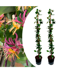 Lonicera - 2er Set - Geißblatt - Winterhart - Topf 17cm - Höhe 110-120cm