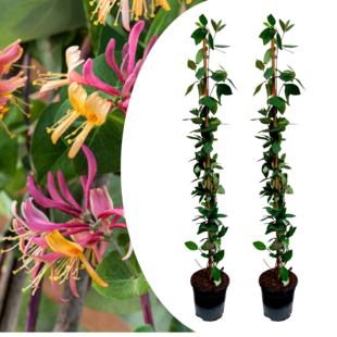 Lonicera - 2er Set - Geißblatt - Winterhart - Topf 17cm - Höhe 110-120cm