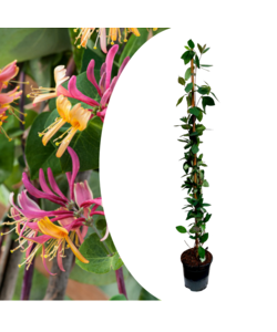 Lonicera x Heckrotti 'Beauté américaine' - Pot 17cm - Hauteur 110-120cm