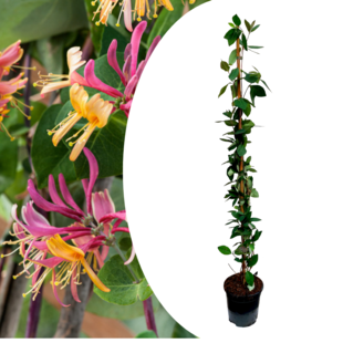 Lonicera x Heckrotti 'Beauté américaine' - Pot 17cm - Hauteur 110-120cm