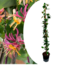 Lonicera American Beauty XL - Klatreplante - ø17cm - Højde 110-120cm