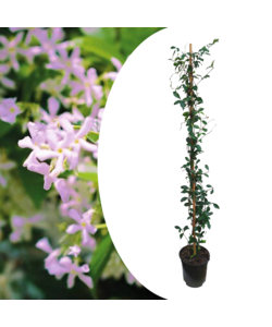 Trachelospermum - Jaśmin XL - ⌀17cm - 110-120cm