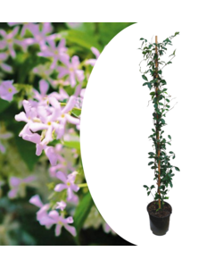 Trachelospermum 'Rosa Duschen' - Jasmin XL - Topf 17cm - Höhe 110-120cm