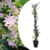 Trachelospermum 'Pink Showers' - Jasmine XL - ø17cm - Height 110-120cm