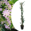 Gelsomino Rosa - Trachelospermum jasminoides - ⌀17cm - Altezza 110-120cm