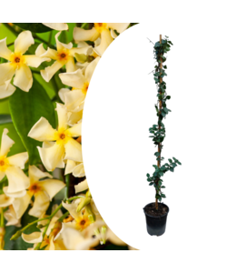 Gelsomino Giallo - Trachelospermum jasminoides - ⌀17cm - Altezza 110-120cm