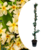 Yellow Toscan Jasmine on stick XL - ø17cm - Height 110-120cm