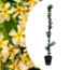 Gul Toskansk jasmin på stick XL - Klatreplante - ø17cm - Højde 110-120cm
