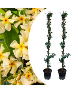 Jasminoides 'Star der Toskana' - 2er Set - Jasmine Gelb - ø17cm - Höhe 110-120cm