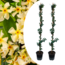 Gul toskansk jasmin på stick XL - Sæt 2 - Klatreplante - ø17cm - Højde 110-120cm
