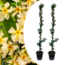 Yellow Toscan Jasmine on stick XL - Set of 2- Pot 17cm - Height 110-120cm