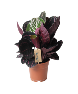 Calathea 'Dottie' - Pot 17cm - Hauteur 30-40cm - Plante d'intérieur